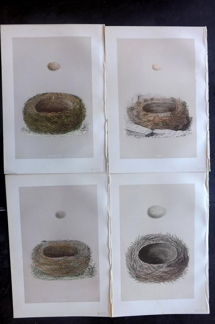 Morris, Francis 1875 Lot of 4 Bird Nest Prints: Woodblocks Published 1875, London for "A Natural History of the Nests and Eggs of British Birds" By the Rev. Francis Orpen Morris, printed Benjamin Fawcett. Most Plates printed in colours and finished