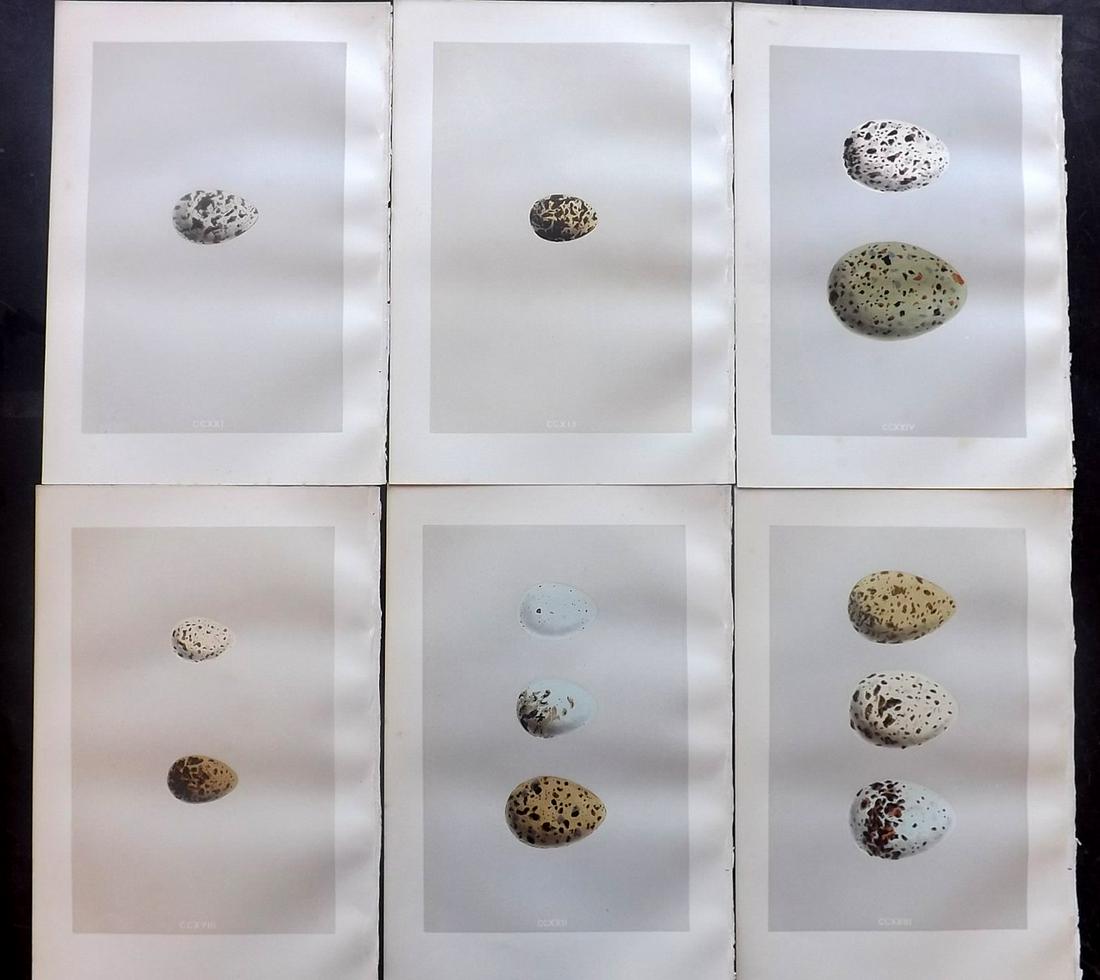 Morris, Francis 1875 Lot of 6 Bird Egg Prints: Woodblocks Published 1875, London for "A Natural History of the Nests and Eggs of British Birds" By the Rev. Francis Orpen Morris, printed Benjamin Fawcett. Most Plates printed in colours and finished