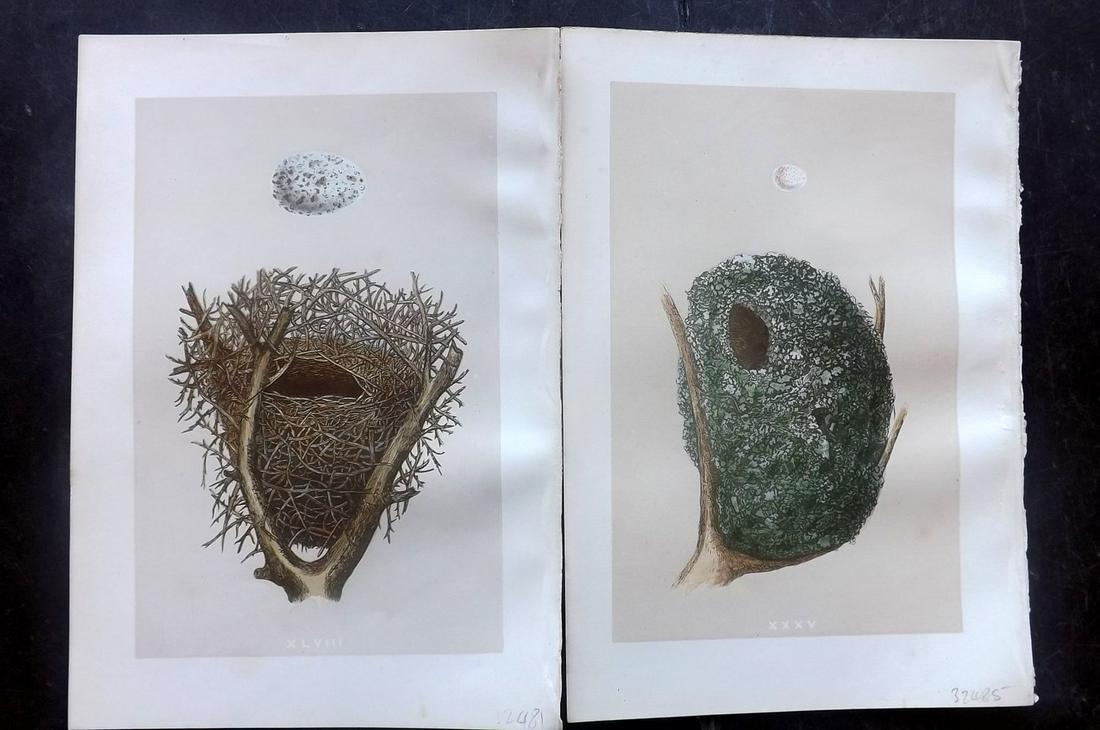 Morris, Francis 1875 Pair of Bird Nest Prints: Woodblocks Published 1875, London for "A Natural History of the Nests and Eggs of British Birds" By the Rev. Francis Orpen Morris, printed Benjamin Fawcett. Most Plates printed in colours and finished