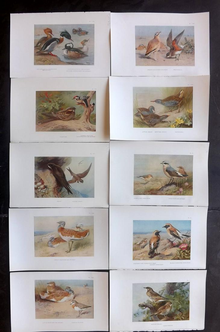 Thorburn, Archibald 1931 Lot of 10 Bird Prints (1 of 2)