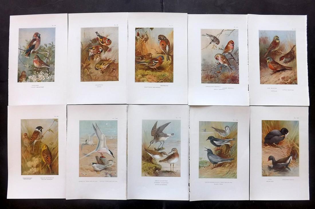 Thorburn, Archibald 1931 Lot of 10 Bird Prints (1 of 2)