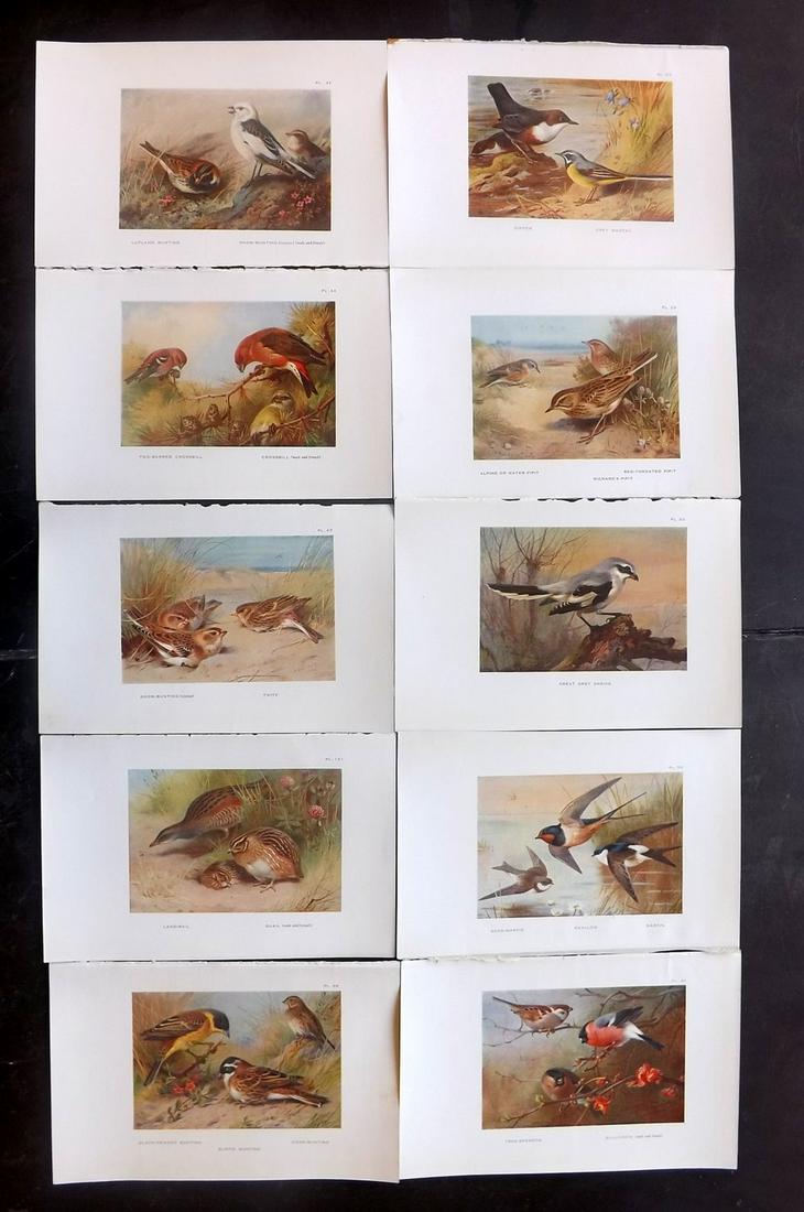 Thorburn, Archibald 1931 Lot of 10 Bird Prints (1 of 2)