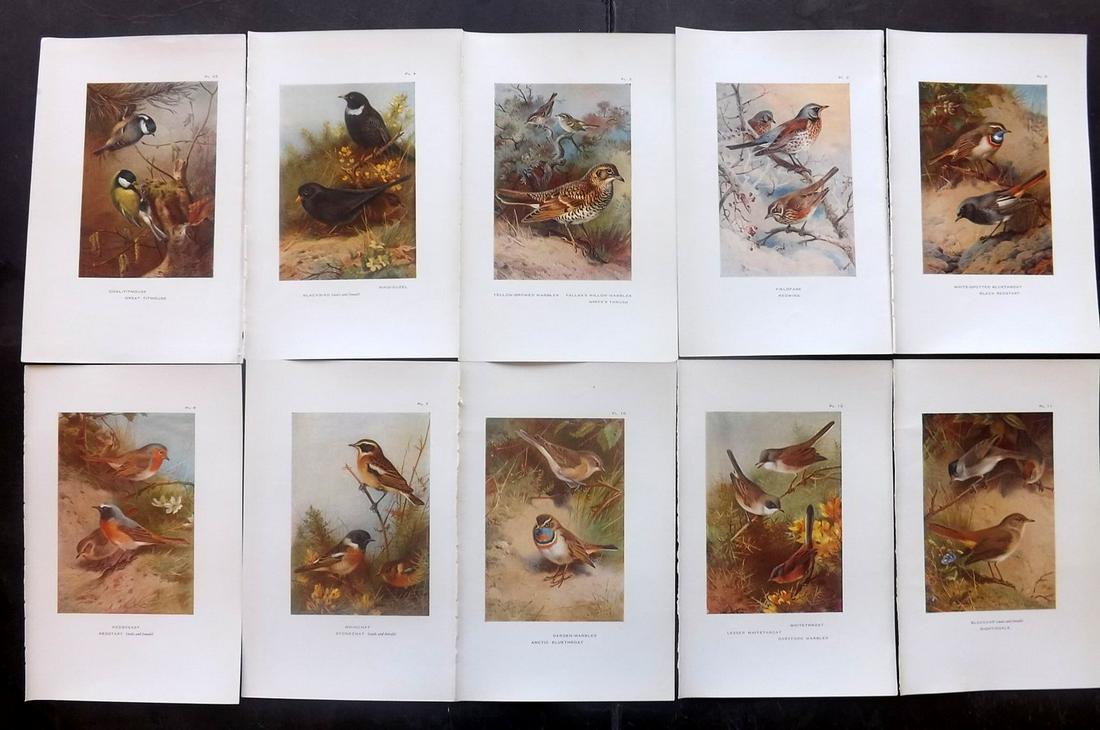 Thorburn, Archibald 1931 Lot of 10 Bird Prints (1 of 2)