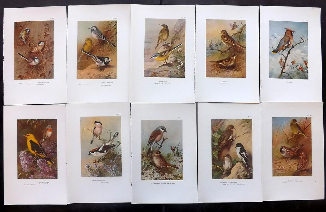 Thorburn, Archibald 1931 Lot of 10 Bird Prints (1 of 2)