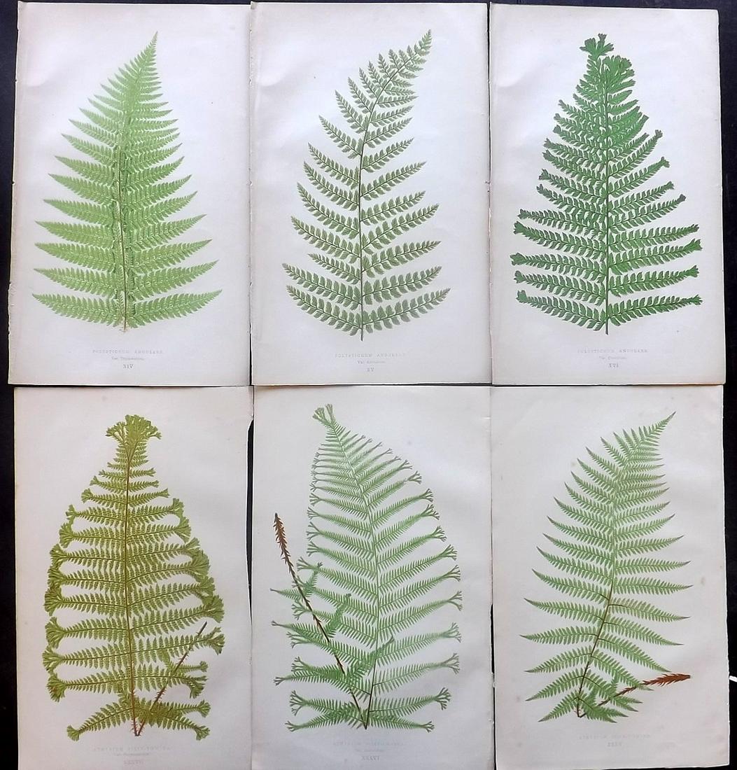 Lowe, Edward Joseph 1869 Lot of 6 Fern Prints: Woodblocks Published 1867-69 by Groombridge and Sons, London for "Our Native Ferns" by Edward Lowe. Illustrated by A.F. Lydon. Printed by Benjamin Fawcett. Paper Size: 9.5 x 6 inch (24 x 15cm) Good Co