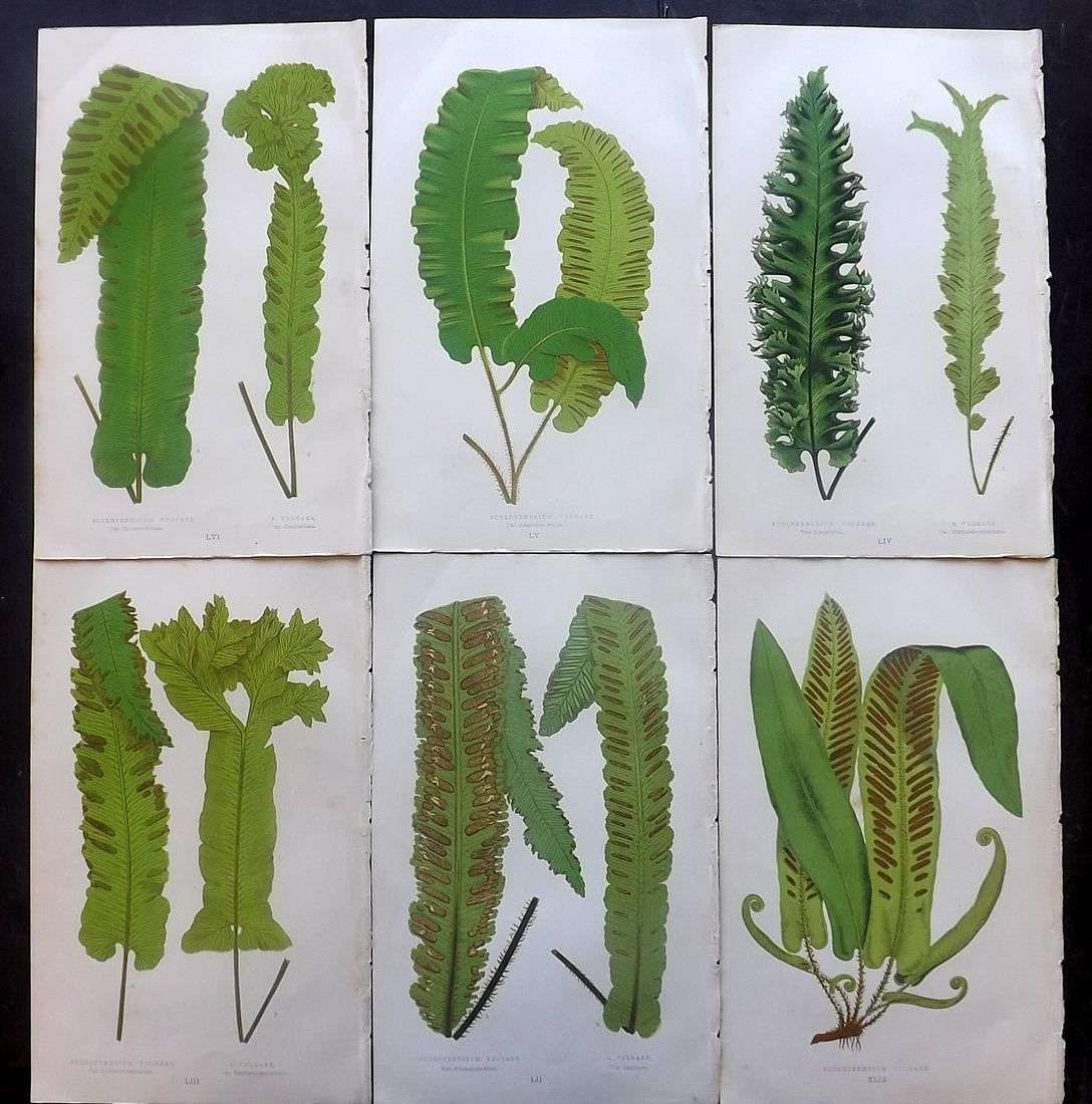Lowe, Edward Joseph 1869 Lot of 6 Fern Prints: Woodblocks Published 1867-69 by Groombridge and Sons, London for "Our Native Ferns" by Edward Lowe. Illustrated by A.F. Lydon. Printed by Benjamin Fawcett. Paper Size: 9.5 x 6 inch (24 x 15cm) Good Co