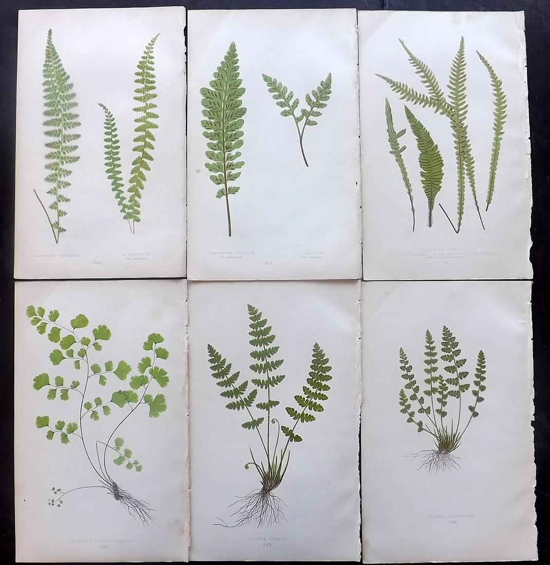 Lowe, Edward Joseph 1869 Lot of 6 Fern Prints: Woodblocks Published 1867-69 by Groombridge and Sons, London for "Our Native Ferns" by Edward Lowe. Illustrated by A.F. Lydon. Printed by Benjamin Fawcett. Paper Size: 9.5 x 6 inch (24 x 15cm) Good Co