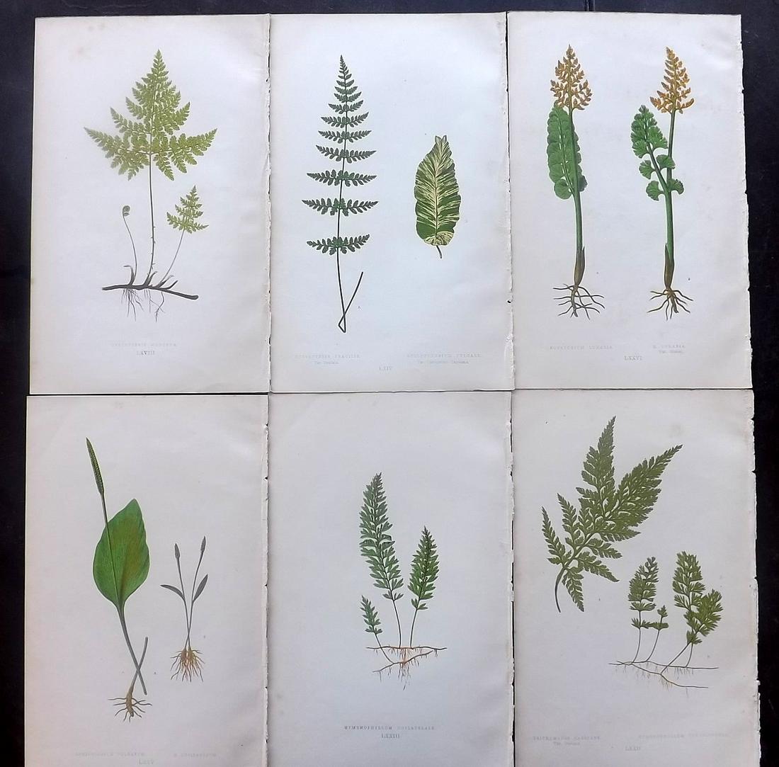 Lowe, Edward Joseph 1869 Lot of 6 Fern Prints: Woodblocks Published 1867-69 by Groombridge and Sons, London for "Our Native Ferns" by Edward Lowe. Illustrated by A.F. Lydon. Printed by Benjamin Fawcett. Paper Size: 9.5 x 6 inch (24 x 15cm) Occasio