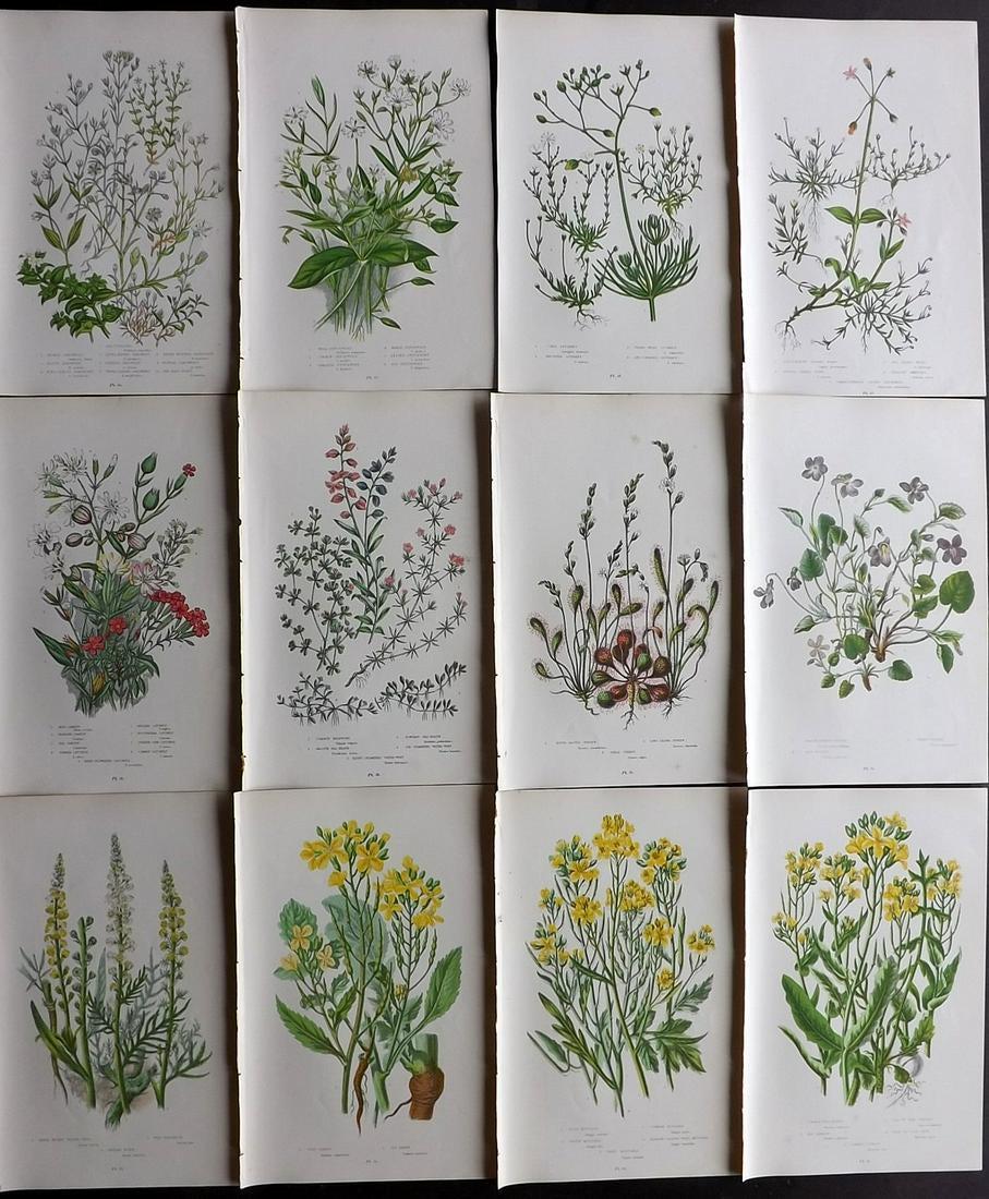 Pratt, Anne 1899 Lot of 12 Botanical Prints: Chromolithographs Published 1899 by Frederick Warne & Co, London for "The Flowering Plants, Grasses, Sedges & Ferns of Great Britain" by Anne Pratt. Paper Size: 9 x 5.5 inch (23 x 14cm) Good Condition