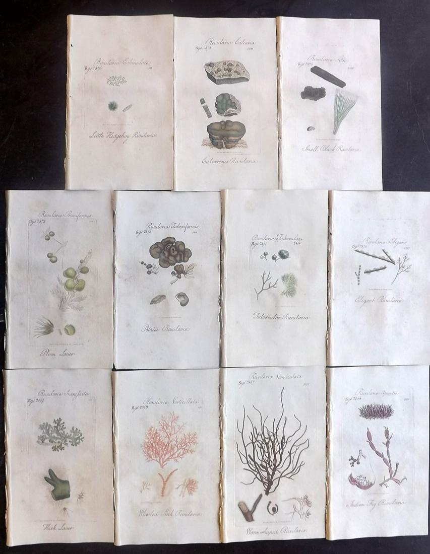 Sowerby, James C1800 Lot 11 HC Prints. Rivularia Algae (1 of 2)