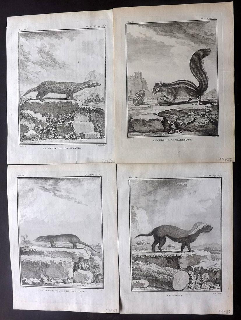 Buffon, Comte de C1770 Lot of 4 1st Ed Prints. Rodents (1 of 2)