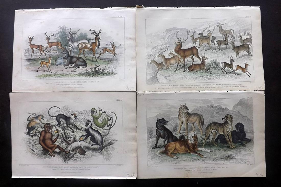 Goldsmith, Oliver 1866 Lot of 4 HC Animal Prints (1 of 2)