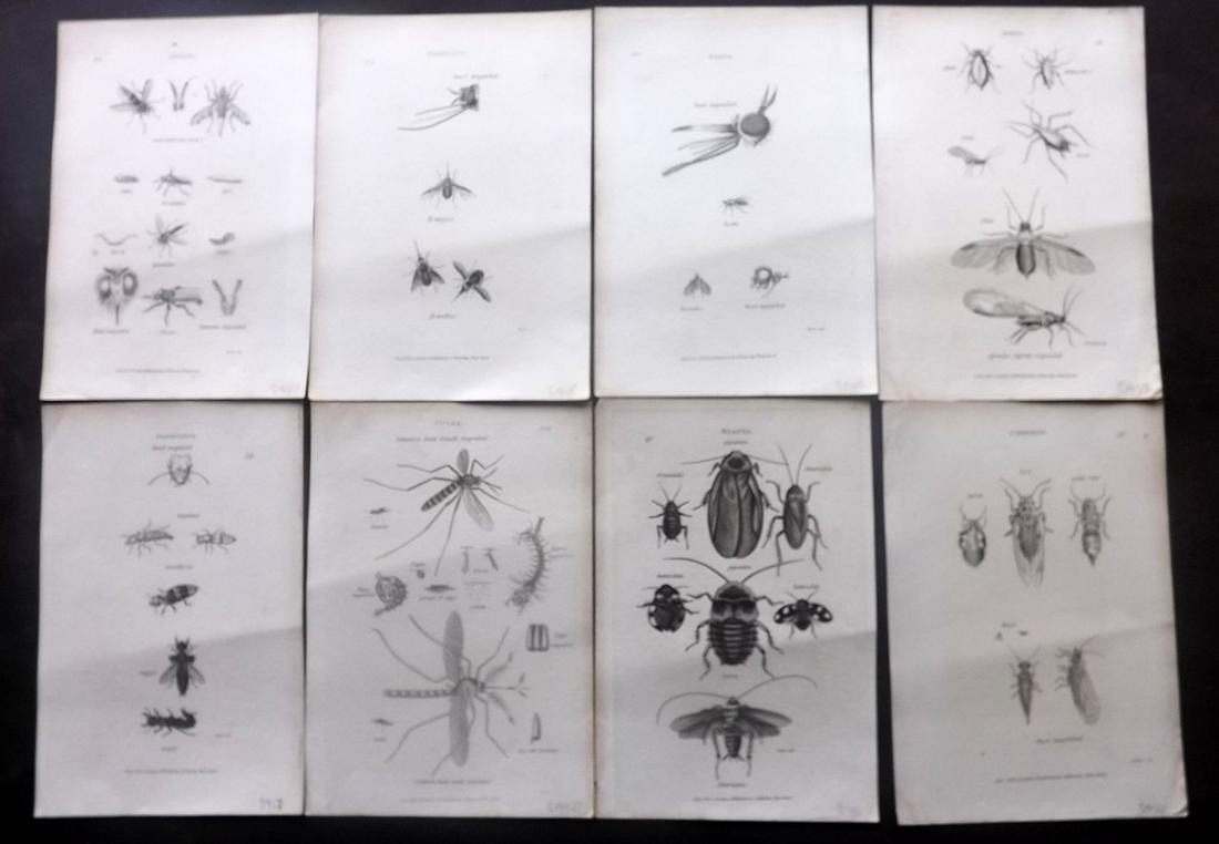 Shaw, George 1805 Lot of 8 Prints. Insects: Copper Plates Published 1800-26 by G.Kearsley, London for "General Zoology or Systematic Natural History" by George Shaw. Paper Size: 8.5 x 5.5 inch (24 x 16.5cm) Minor tone marks present. Good Condit