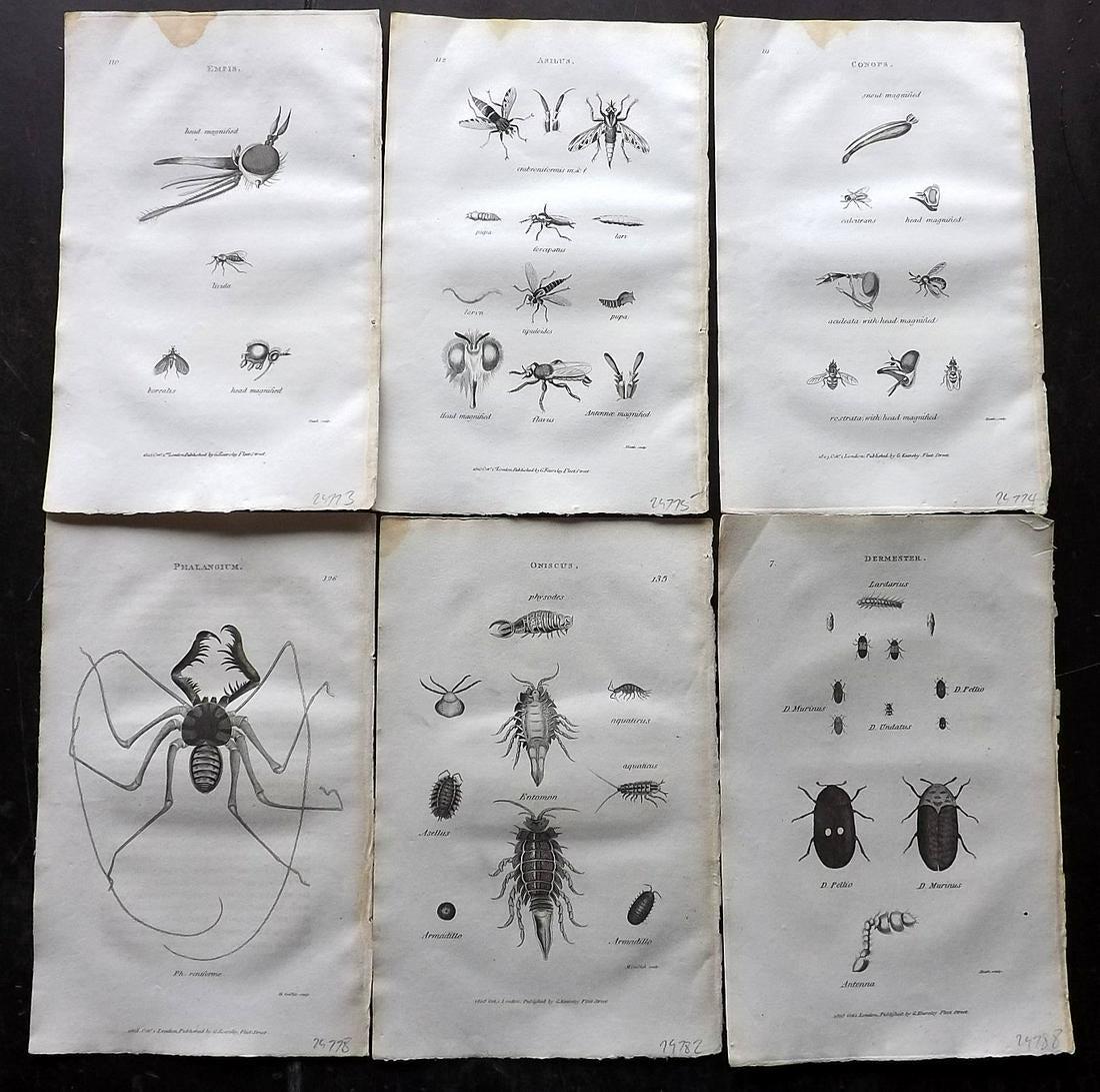 Shaw, George 1805 Lot of 8 Prints. Insects: Copper Plates Published 1800-26 by G.Kearsley, London for "General Zoology or Systematic Natural History" by George Shaw. Paper Size: 8.5 x 5.5 inch (24 x 16.5cm) Minor tone mark present. Good Conditi