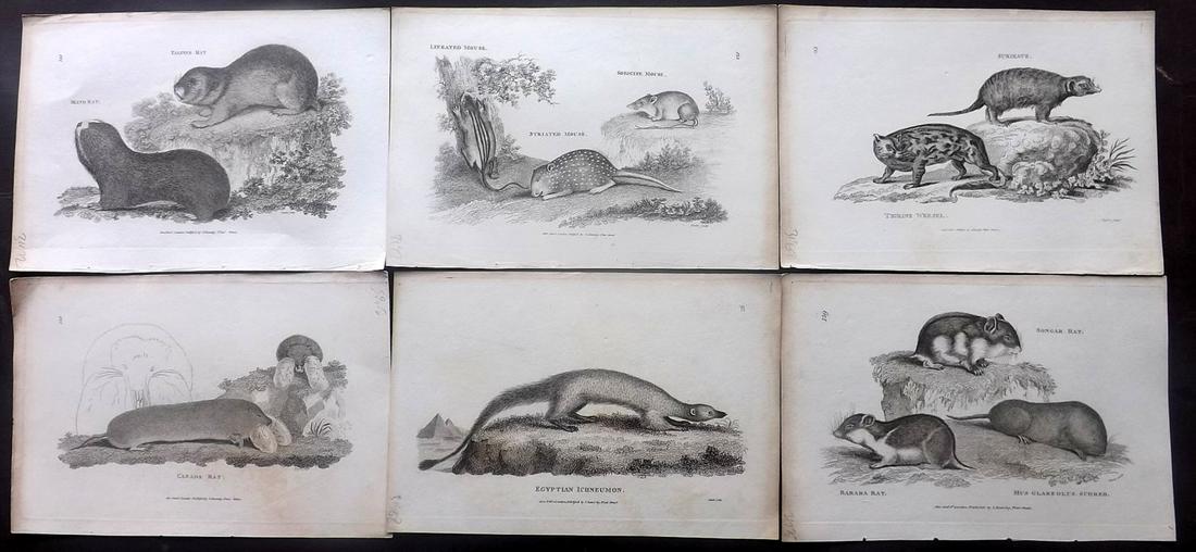 Shaw, George 1805 Lot of 9 Prints. Rodents: Copper Plates Published 1800-26 by G.Kearsley, London for "General Zoology or Systematic Natural History" by George Shaw. Paper Size: 8.5 x 5.5 inch (24 x 16.5cm) Minor tone marks present. Good Condit