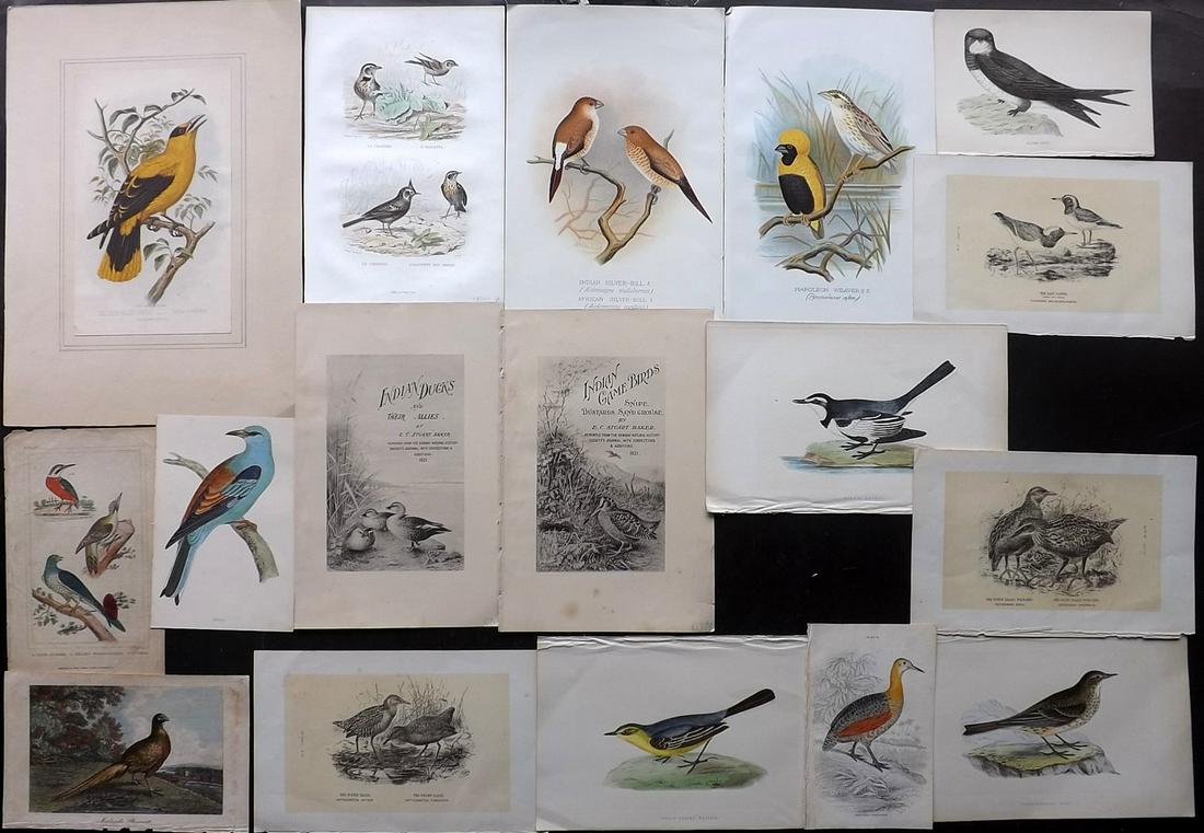 Birds 19th Cent. Mixed Lot of 17 Antique Prints (1 of 4)