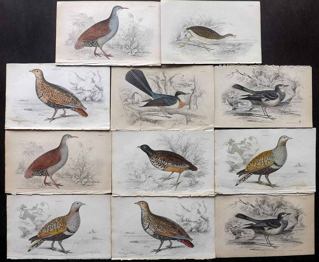Jardine, William C1840 Lot of 11 Hand Col Bird Prints (1 of 3)