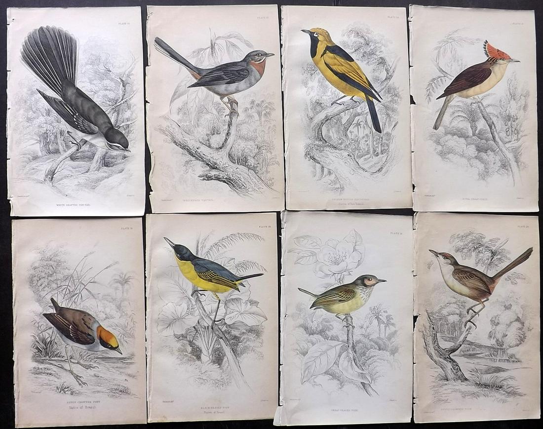 Jardine, William C1840 Lot of 8 Hand Col Bird Prints (1 of 2)