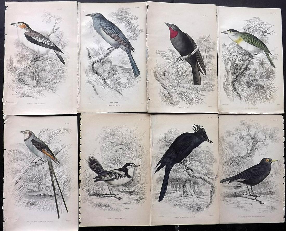 Jardine, William C1840 Lot of 8 Hand Col Bird Prints (1 of 2)