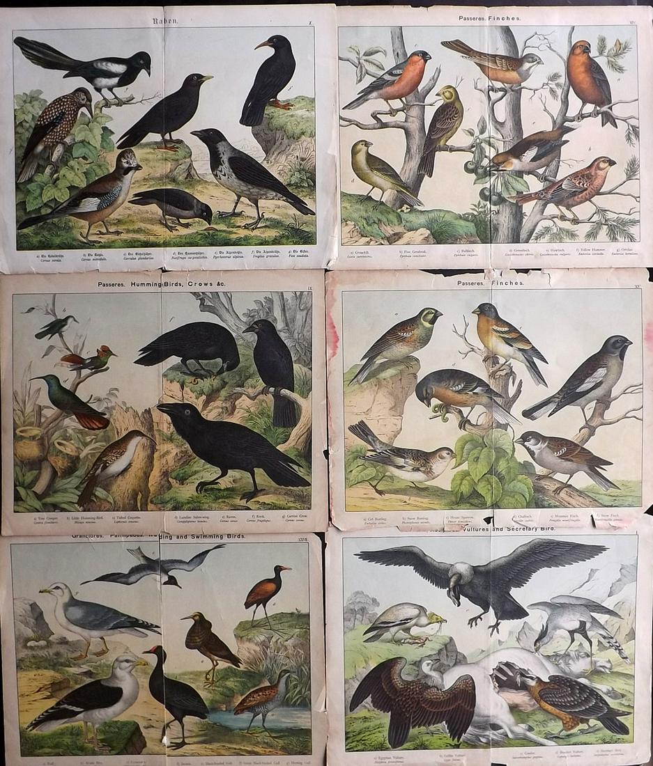 Kirby & Schubert 1889 Lot 6 Large Bird Prints (Faults) (1 of 2)