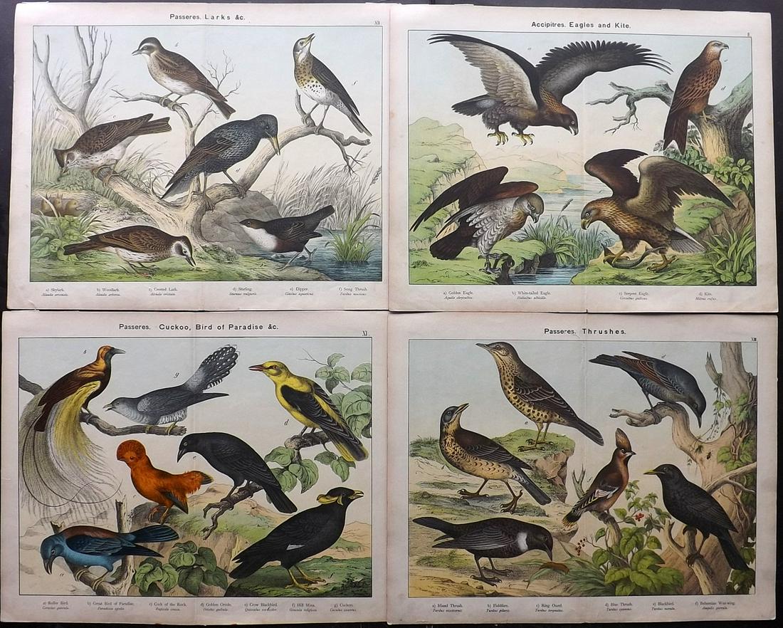 Kirby & Schubert 1889 Lot of 4 Large Bird Prints (1 of 2)