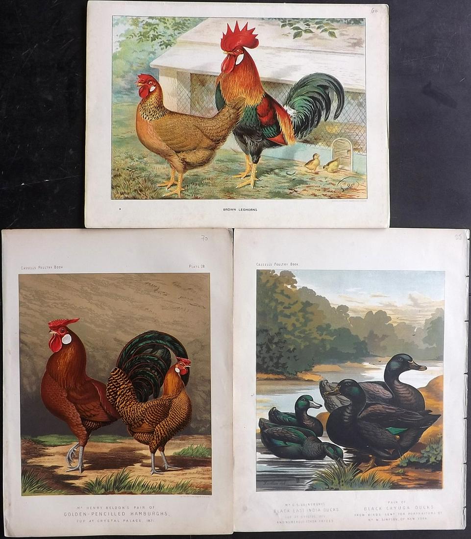 Ludlow & Wright C1880 Lot of 3 Poultry Prints. Cassell (1 of 2)