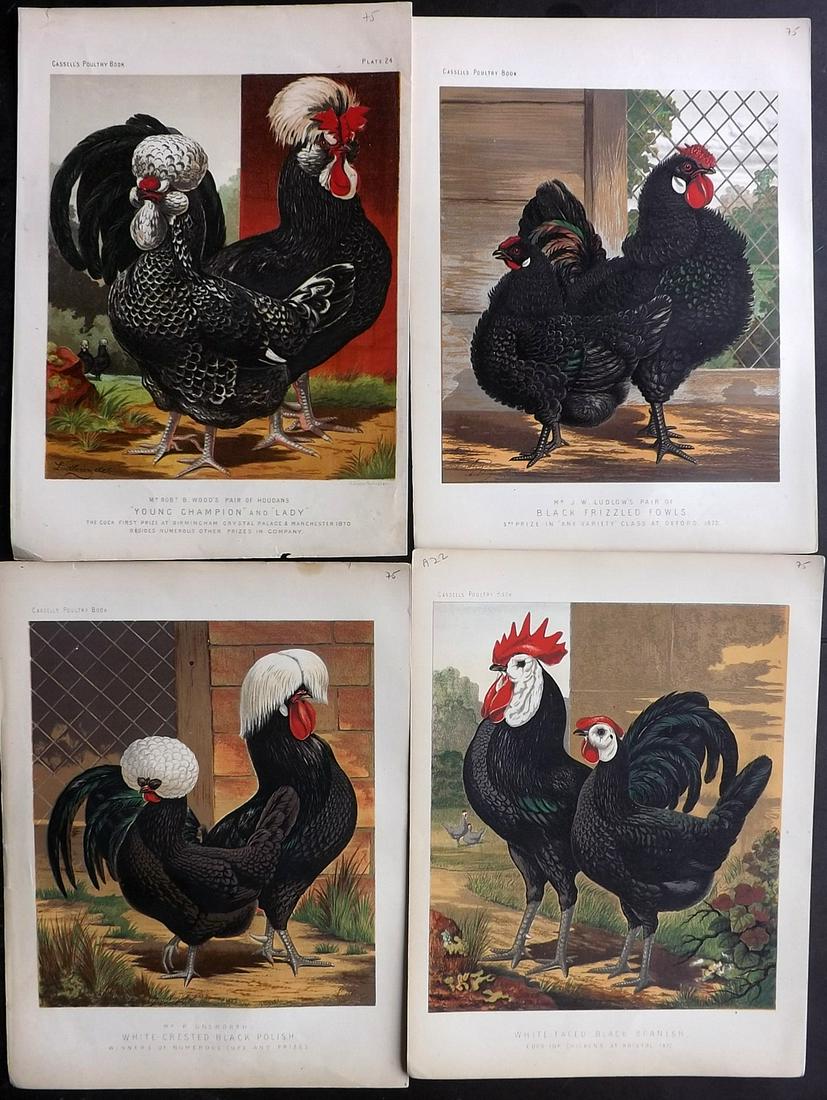 Ludlow & Wright C1880 Lot of 4 Poultry Prints. Cassell (1 of 2)