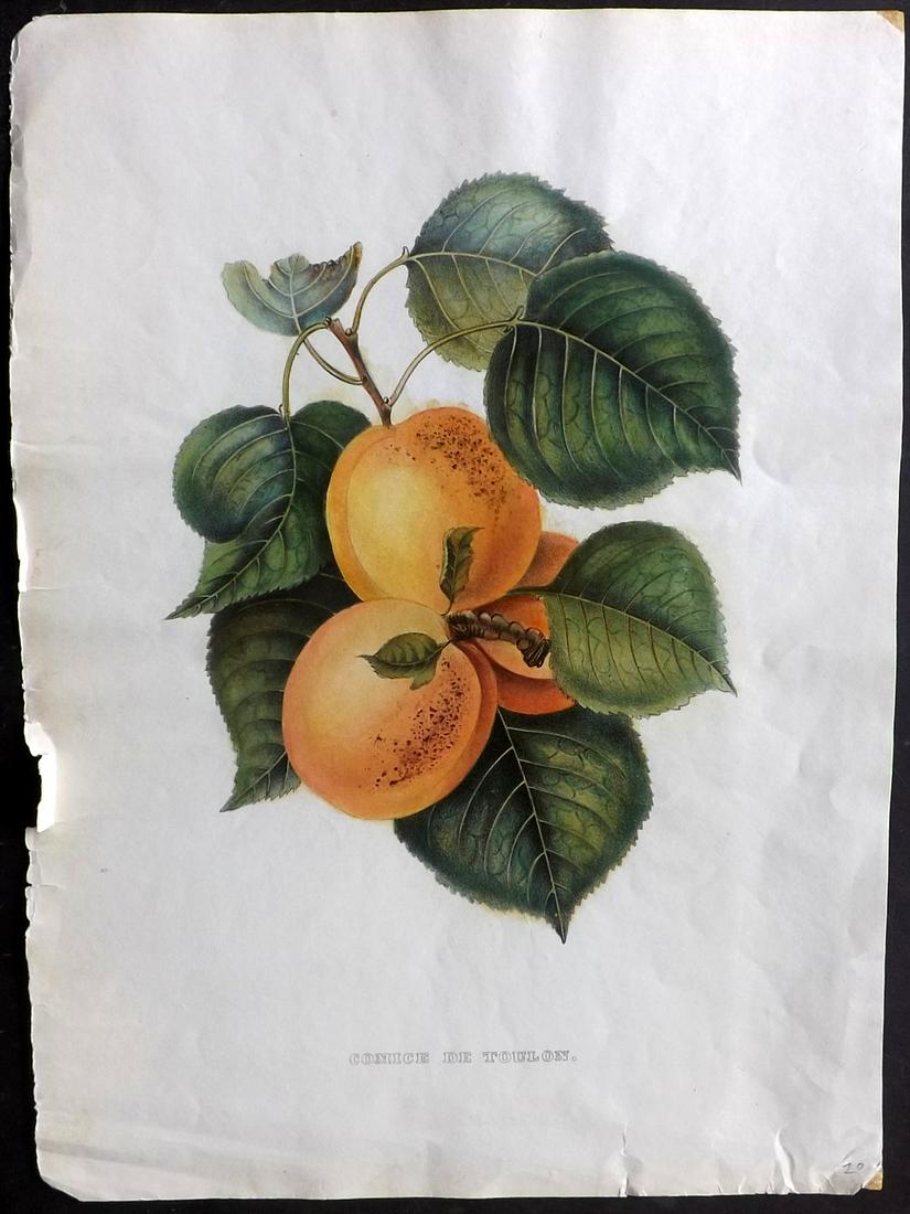 Bivort, Alexandre 1854 HC Fruit Print. Comice de Toulon (1 of 2)
