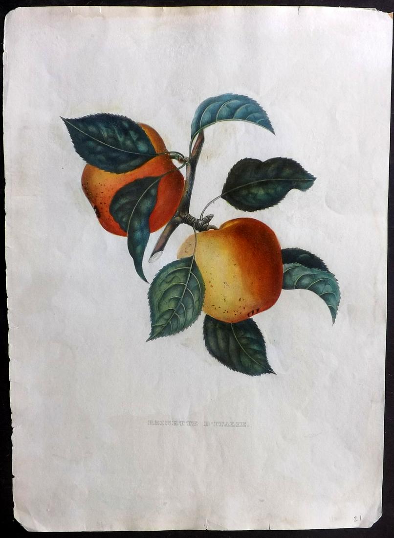 Bivort, Alexandre 1854 HC Fruit Print. Reinette (1 of 2)