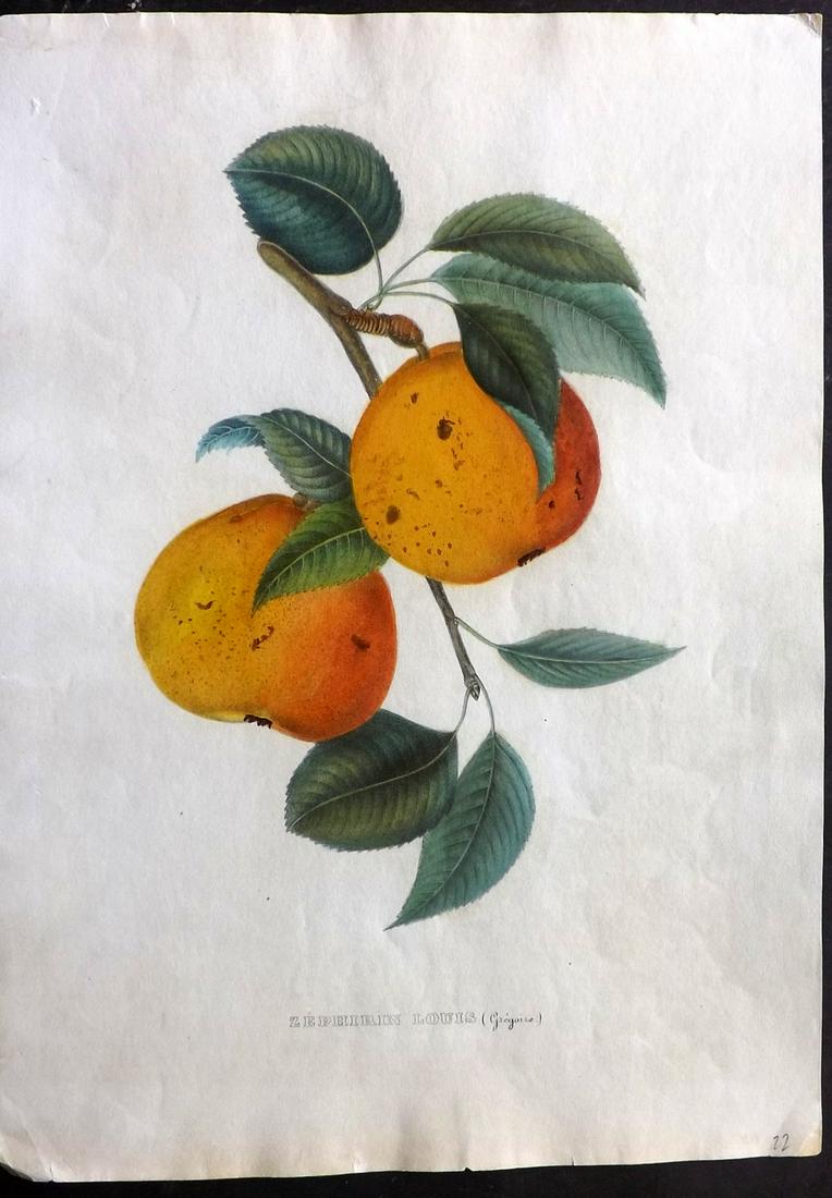 Bivort, Alexandre 1854 HC Fruit Print. Zephirin Louis (1 of 2)