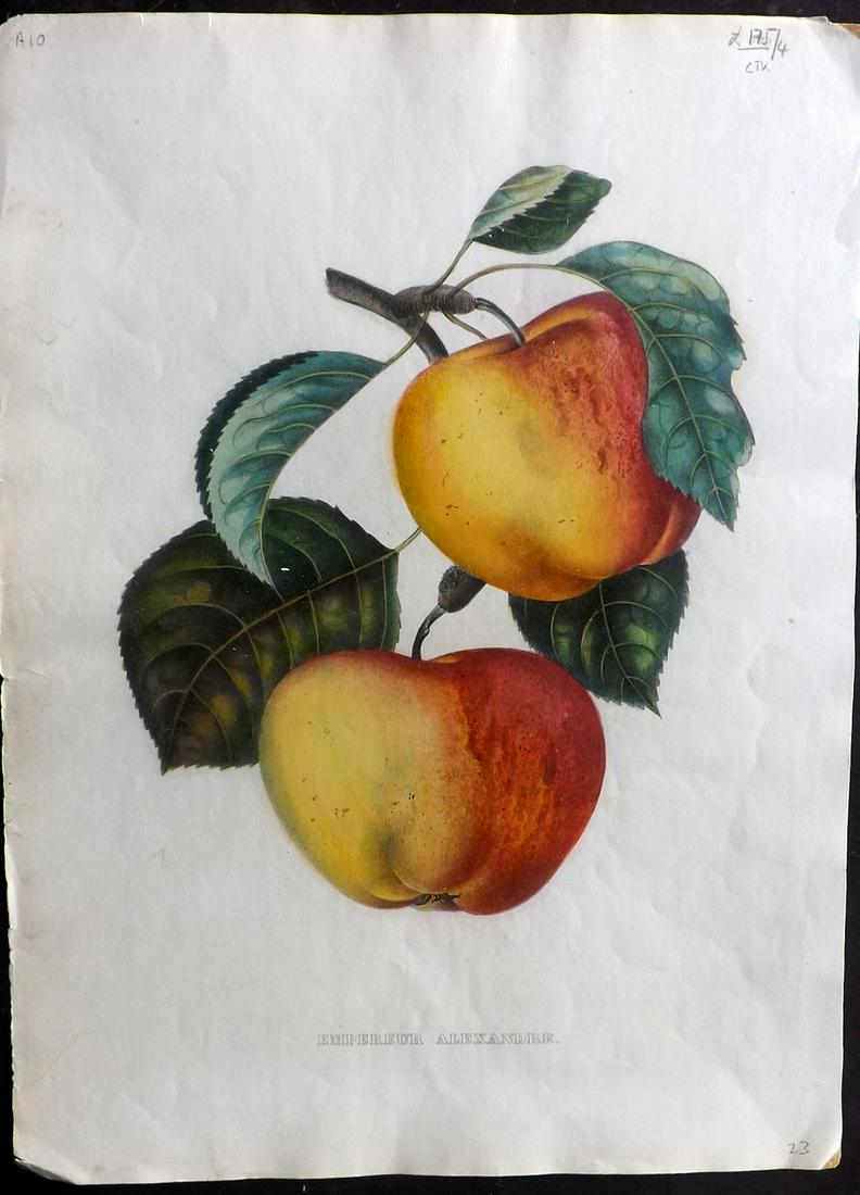 Bivort, Alexandre 1854 HC Fruit. Empereur Alexandre (1 of 2)