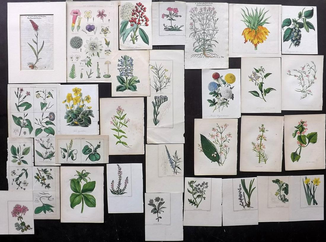 Botanical Prints 1633-C1890 . Mixed Lot of 29 Miniature (1 of 5)