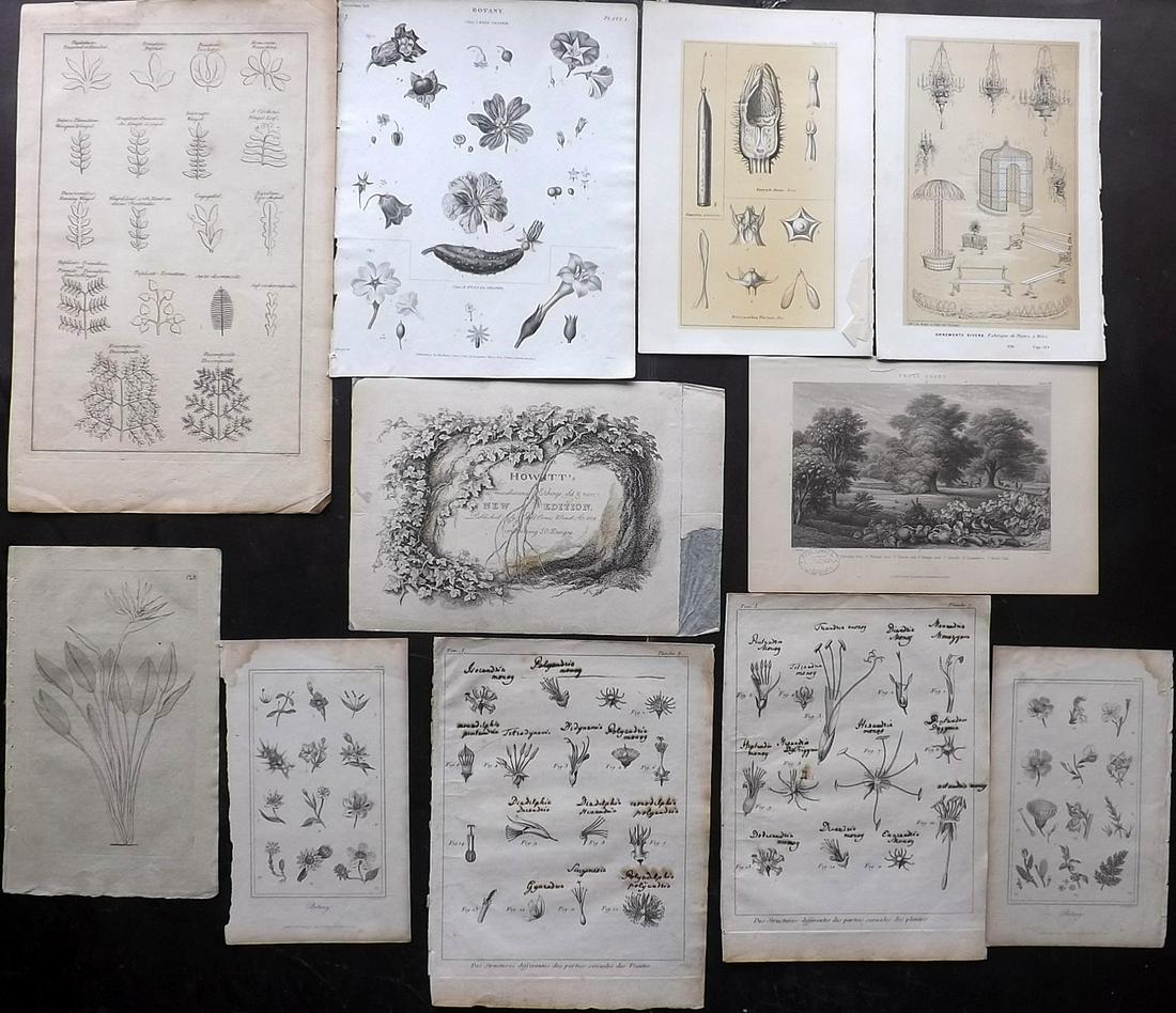 Botanical Prints 19th Cent. Mixed Lot 11 Black & White (1 of 4)