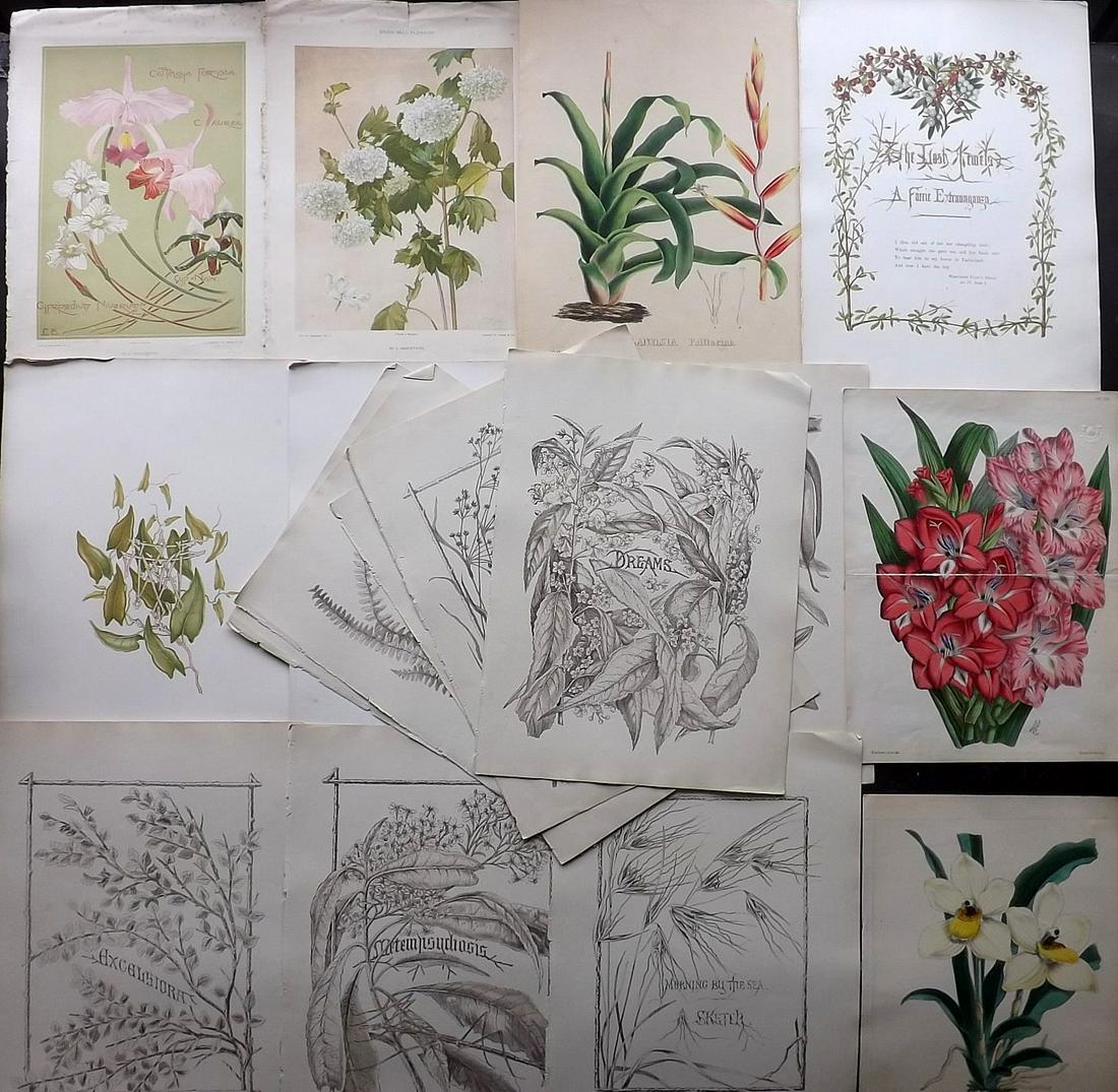 Botanical Prints 19th Cent. Mixed Lot of 17. Folio (1 of 4)