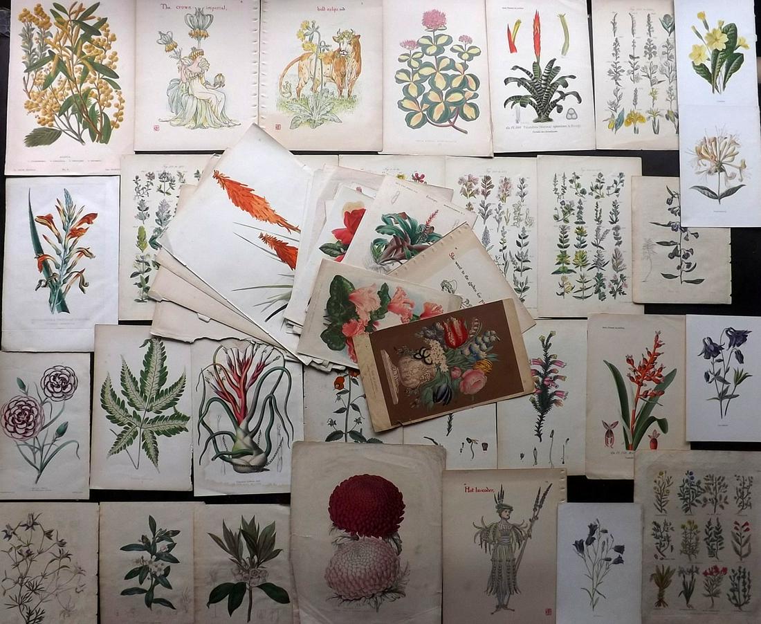 Botanical Prints 19th Cent. Mixed Lot of 50 (1 of 6)