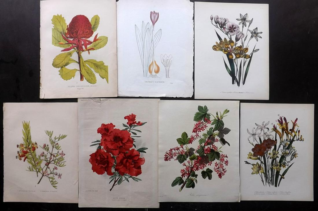 Botanical Prints 19th Cent. Mixed Lot of 7 (1 of 2)