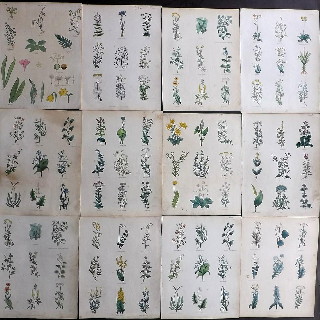 Culpeper, Nicholas 1850 Lot of 12 HCol Botanical Prints: Hand Colored Steel Engravings Published 1850, London for "The Complete Herbal" by Nicholas Culpeper. Paper Size: 10.5 x 8 inch (27 x 21cm) Good Condition