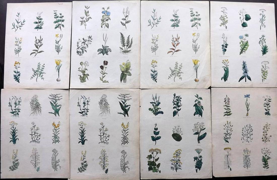 Culpeper, Nicholas 1850 Lot of 8 HCol Botanical Prints (1 of 2)