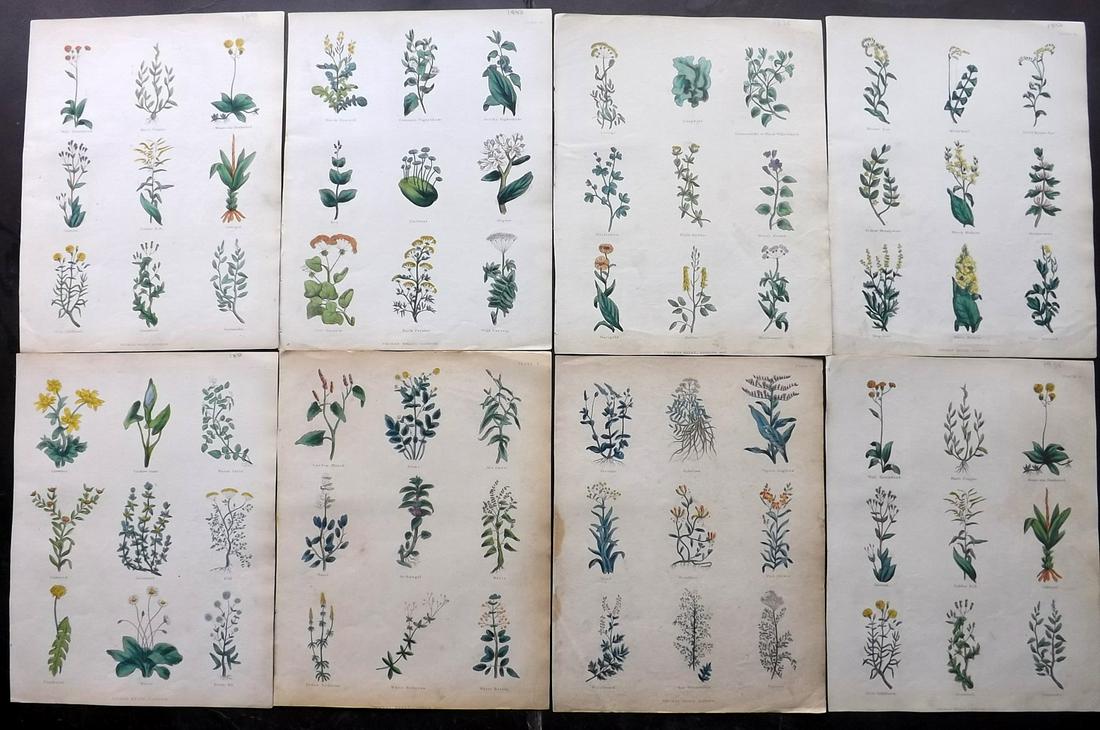 Culpeper, Nicholas 1850 Lot of 8 HCol Botanical Prints: Hand Colored Steel Engravings Published 1850, London for "The Complete Herbal" by Nicholas Culpeper. Paper Size: 10.5 x 8 inch (27 x 21cm) Good Condition