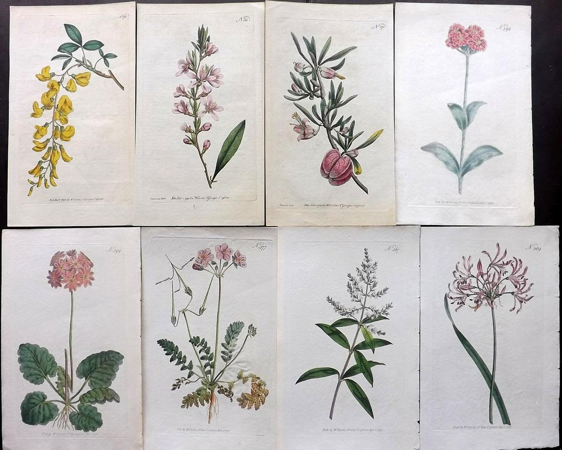 Curtis, William 1790's Lot 8 Hand Col Botanical Prints (1 of 2)