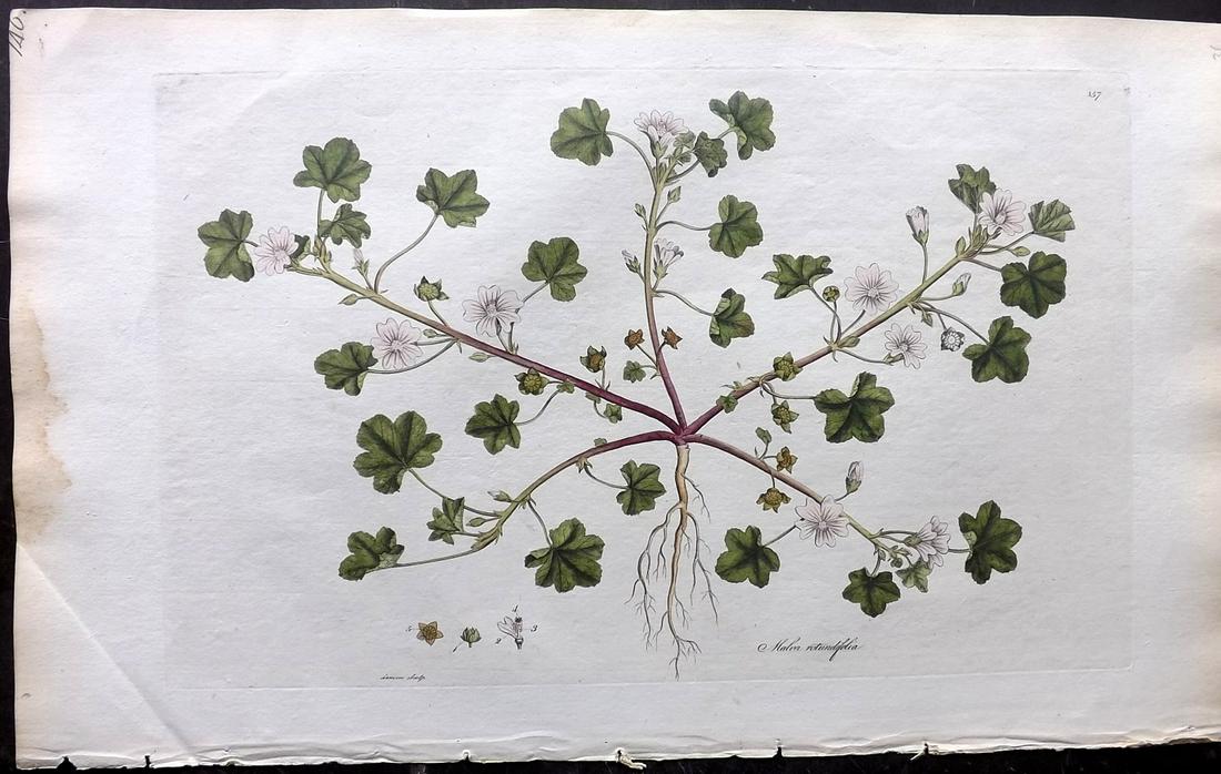 Curtis, William C1780 LG HC Botanical. Dwarf Mallow (1 of 2)