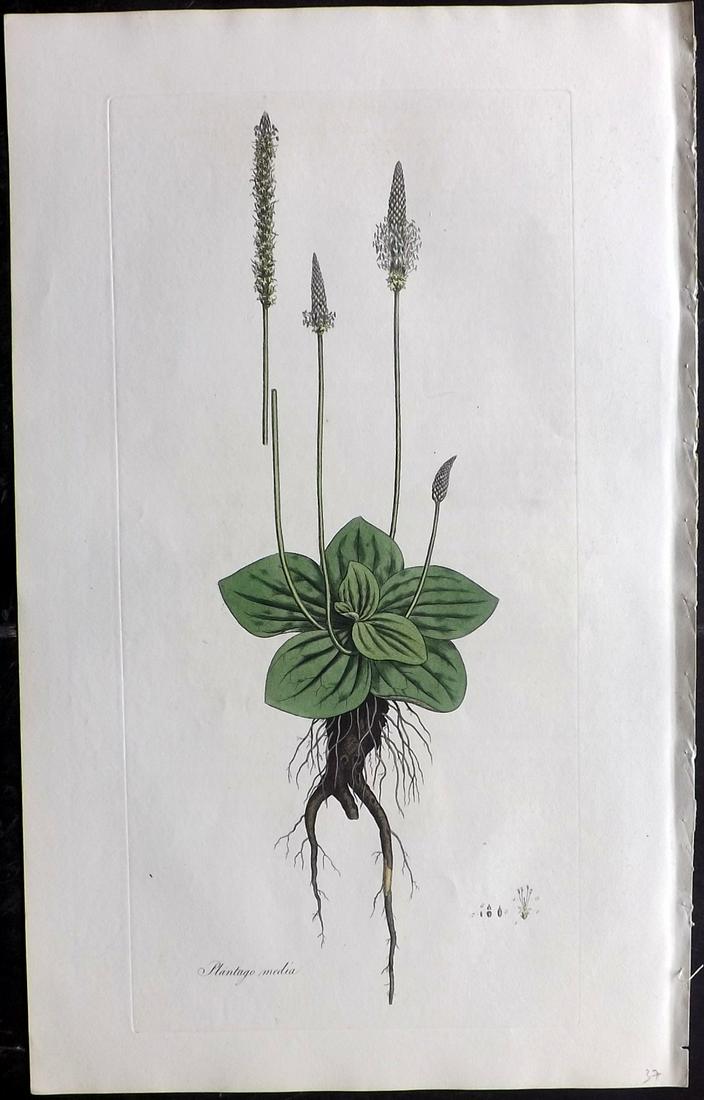 Curtis, William C1780 LG HC Botanical. Hoary Plantain (1 of 2)