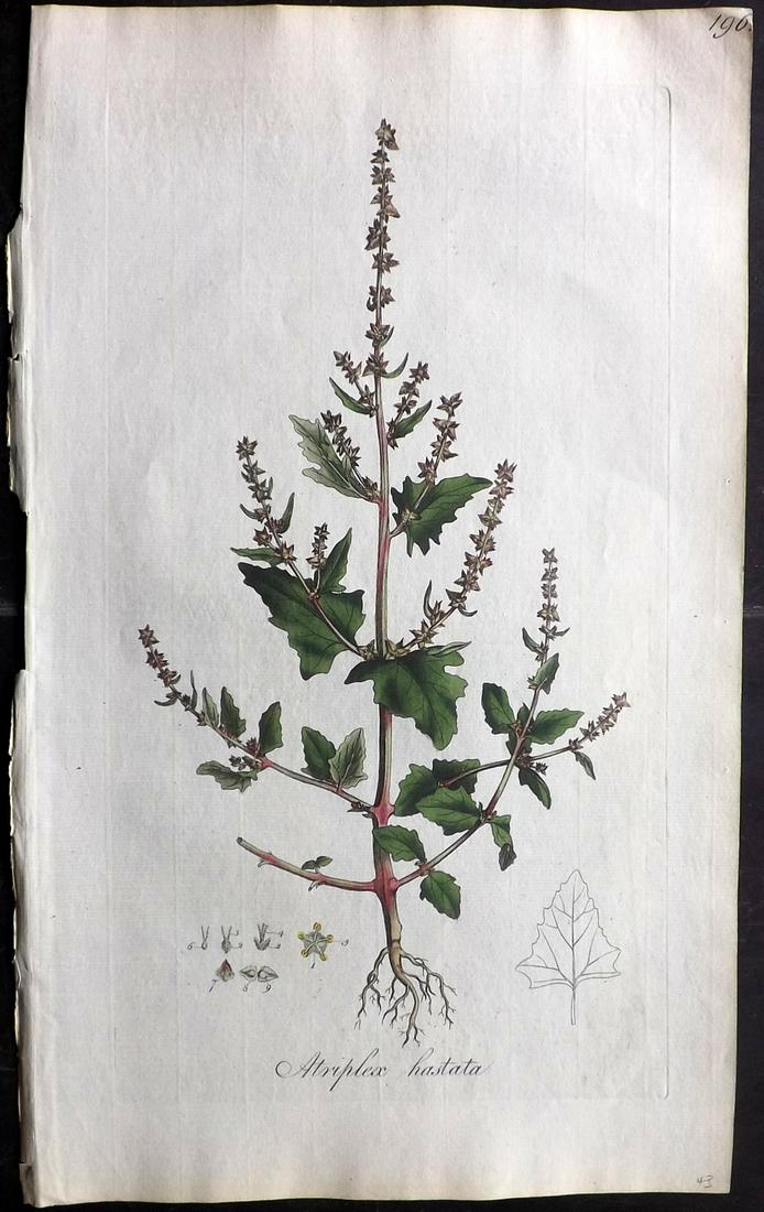 Curtis, William C1780 LG HC. Spear-Leaved Orach (1 of 2)