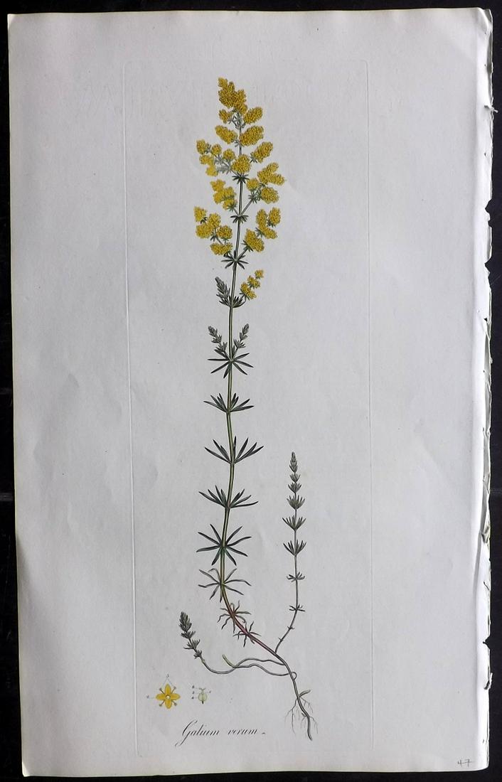 Curtis, William C1780 LG HC. Yellow Ladies Bedstraw (1 of 2)