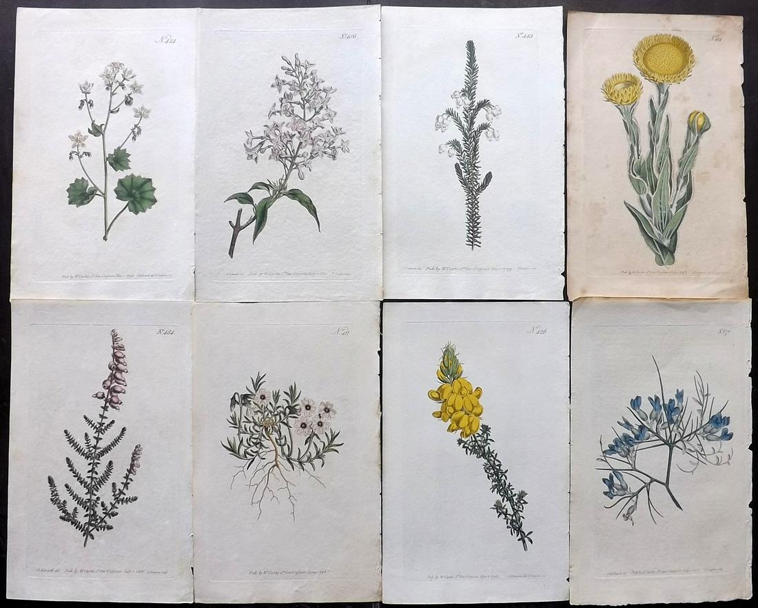 Curtis, William C1800 Lot 8 Hand Col Botanical Prints (1 of 2)