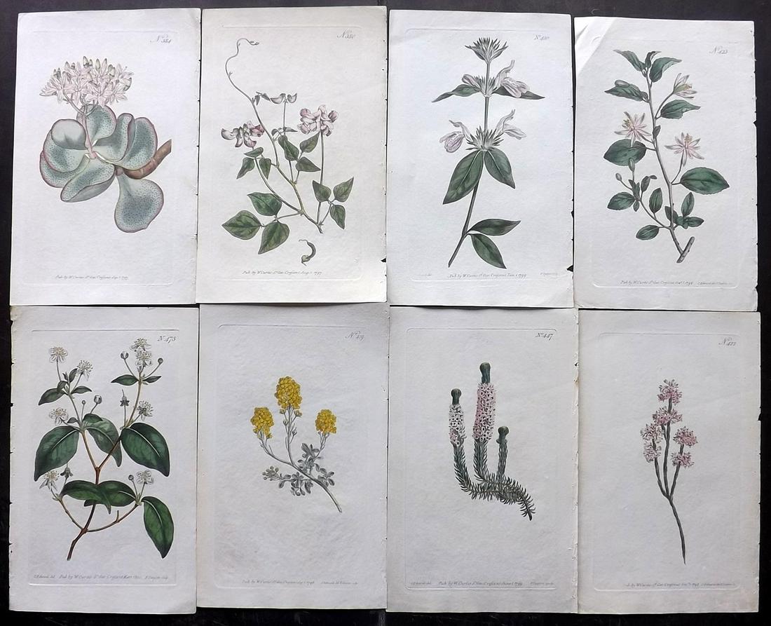 Curtis, William C1800 Lot 8 Hand Col Botanical Prints (1 of 2)