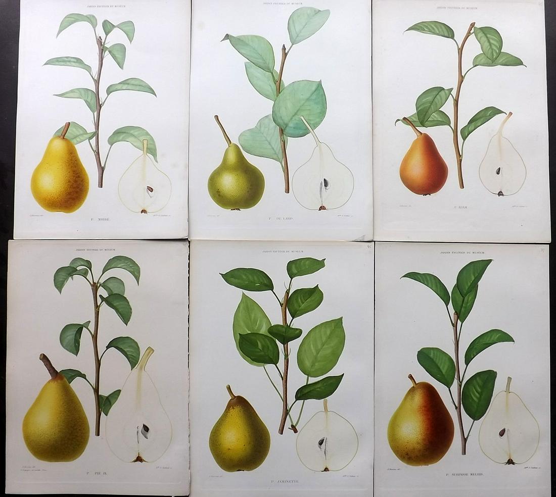 Decaisne, Joseph C1860 Lot of 6 HC Fruit Prints. Pears (1 of 2)