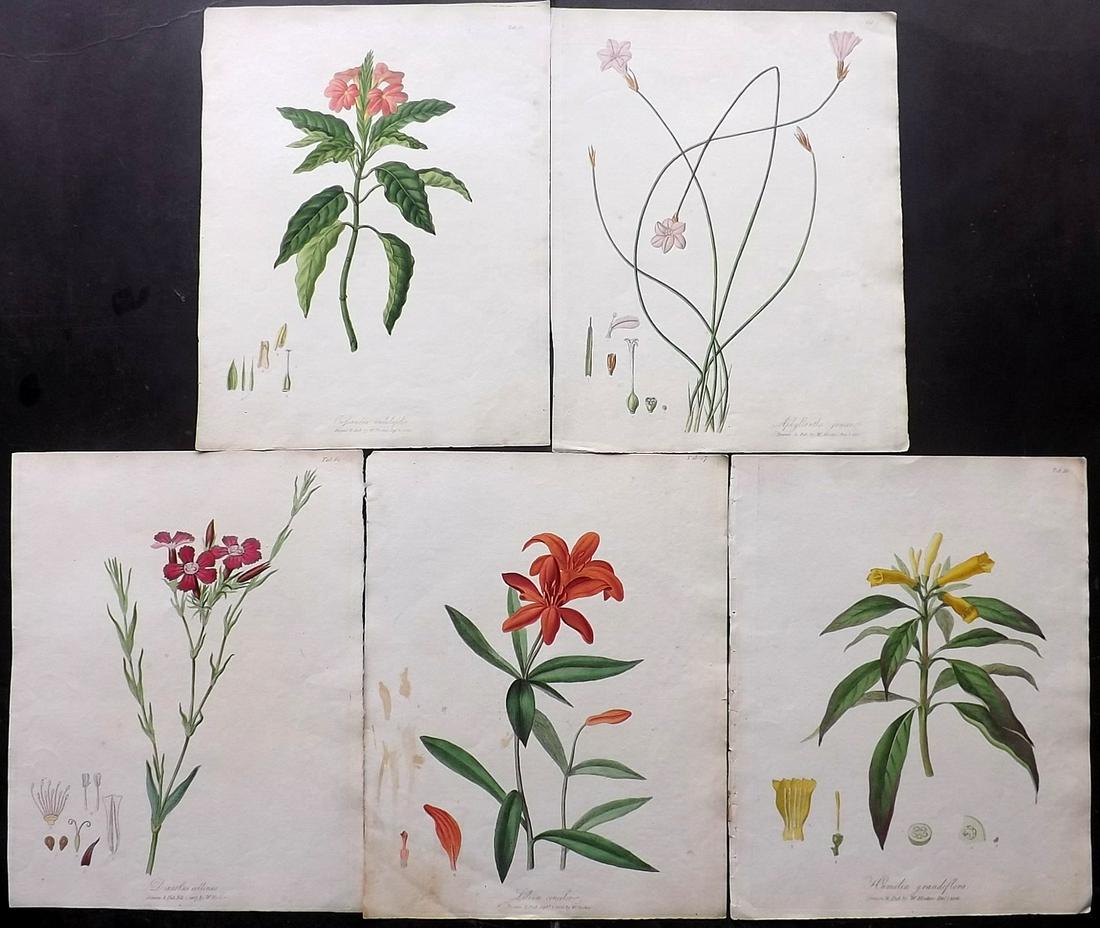 Hooker, William 1808 Lot of 5 Hand Col Botanical Prints (1 of 2)