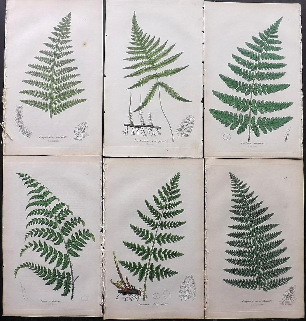 Johnson, Charles 1855 Lot of 6 Hand Col Fern Prints (1 of 2)