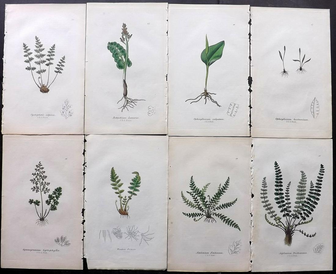 Johnson, Charles 1855 Lot of 8 Hand Col Fern Prints (1 of 2)